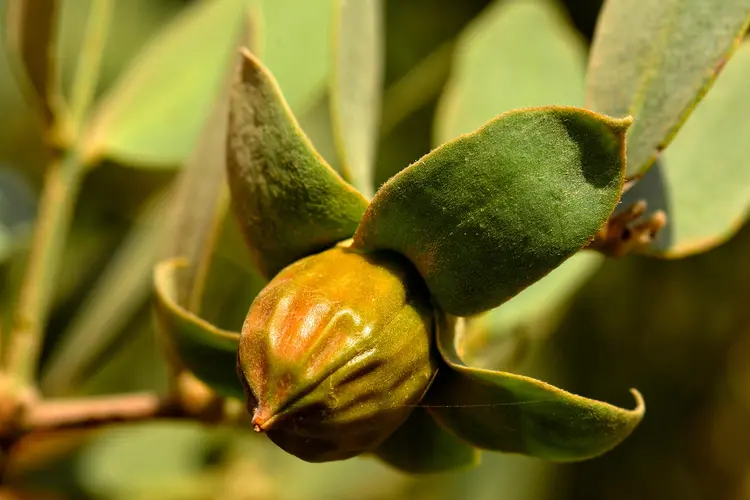 photo of Jojoba seeds on tree