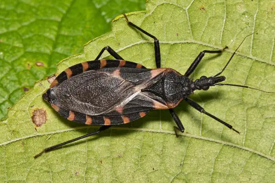 photo of kissing bug