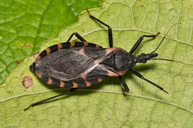 Kissing bugs aren't dangerous unless they bite you. They can infect you with a parasite, Trypanosoma cruzi, that causes Chagas disease. (Photo Credit: iStock/Getty Images)