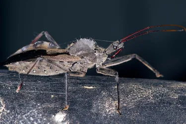 The wheel bug is an assassin bug that sometimes gets mistaken for a kissing bug. (Photo Credit: iStock/Getty Images)