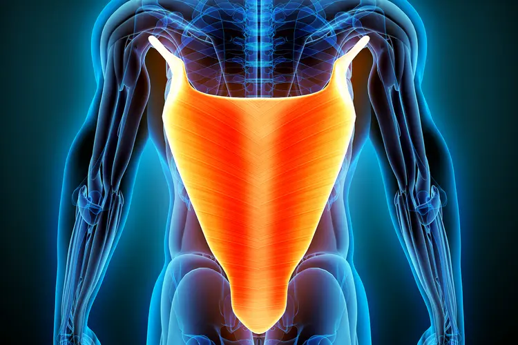 photo of Latissimus Dorsi muscle