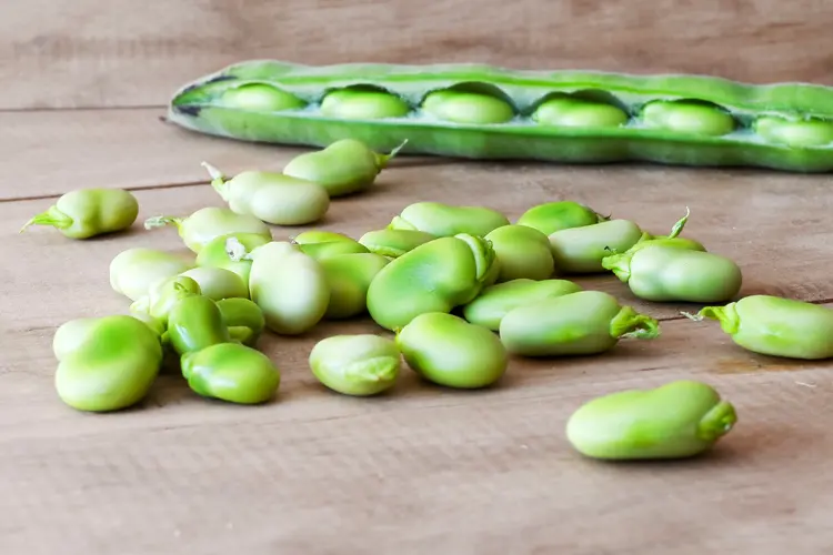 photo of ecological seedcase lima beans