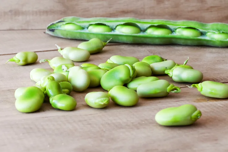 photo of ecological seedcase lima beans