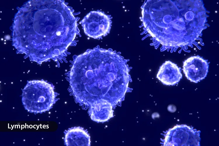illustration of lymphocytes
