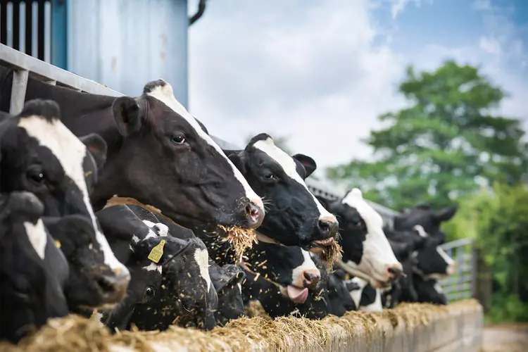 photo of Herd of cows