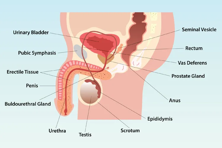 illustration of male reproductive system