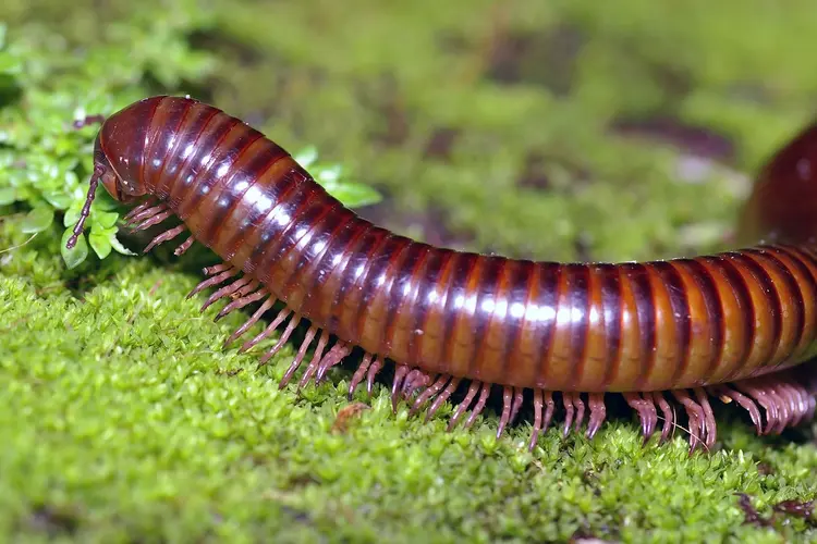 photo of millipede