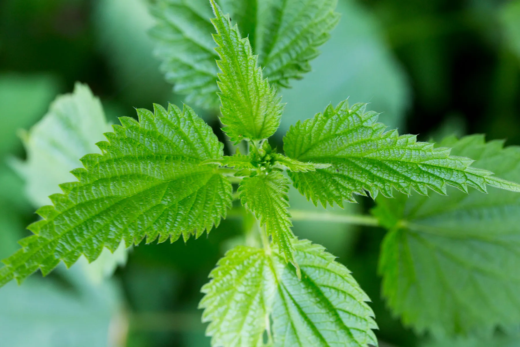 photo of nettle leaf