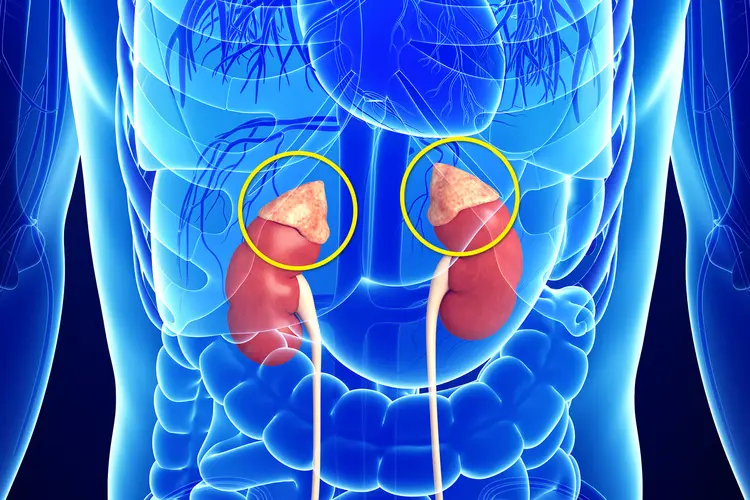 photo of adrenal glands anatomy