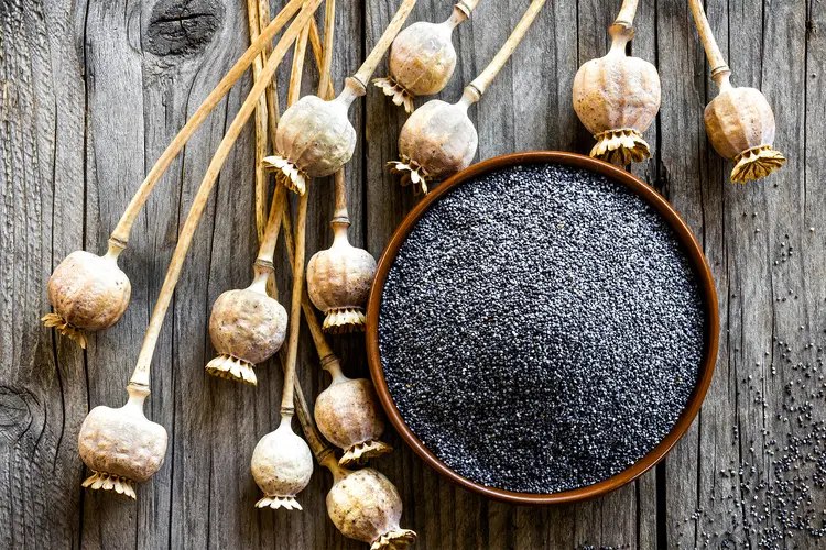 photo of Opium Poppy seeds