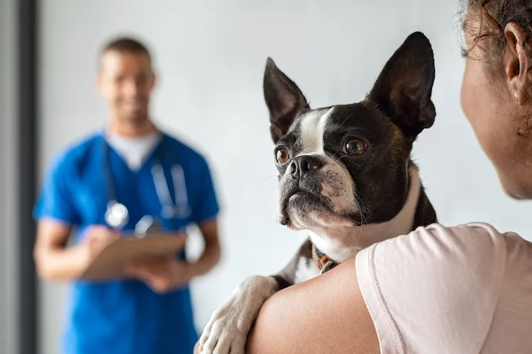 photo of woman with Boston Terrier with vet