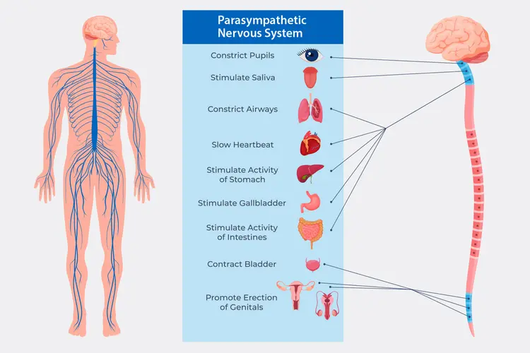 illustration of sympathetic nervous system