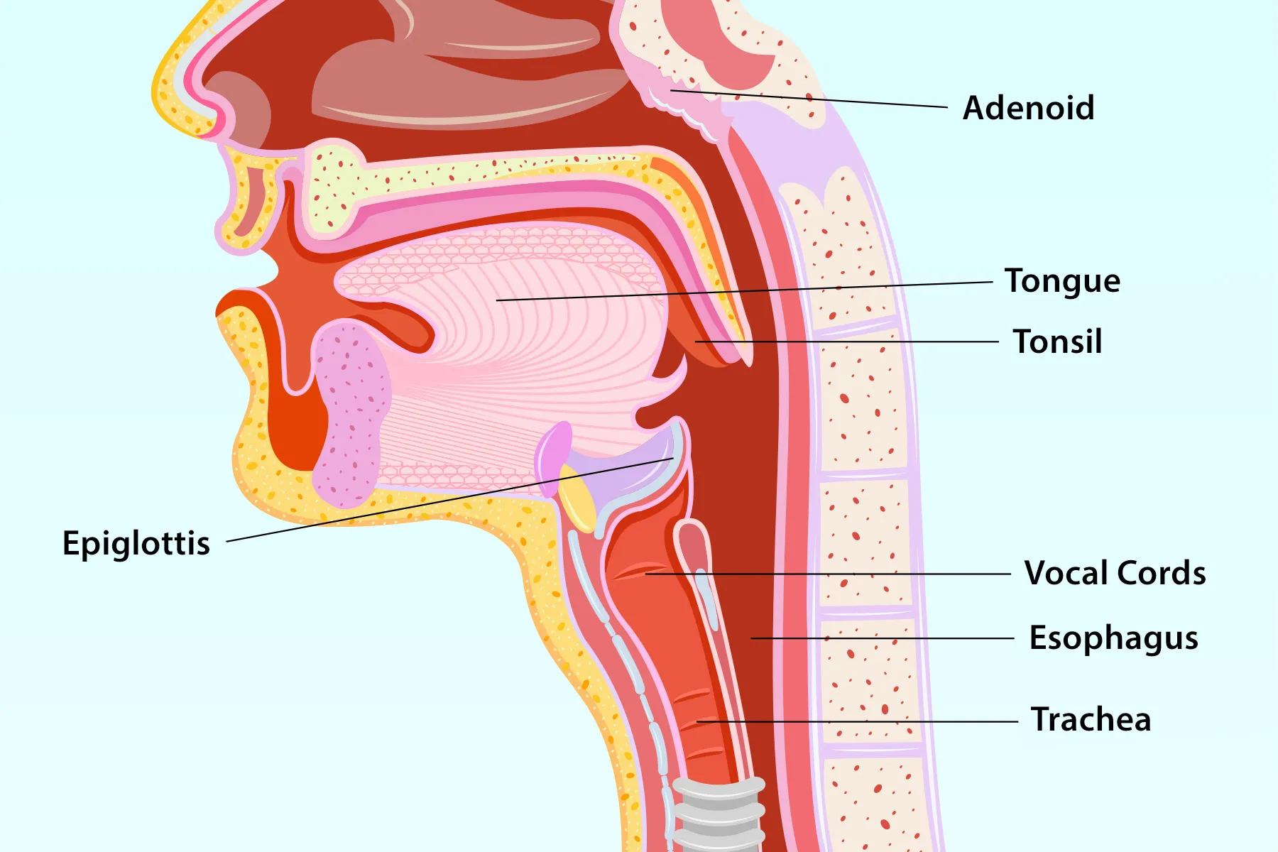 Pharyngitis: Symptoms Treatment and Types