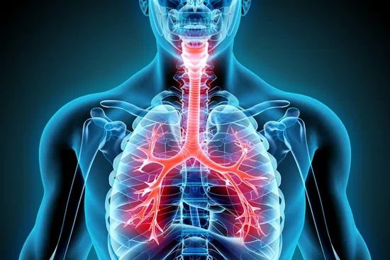 photo of Respiratory System