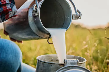 A farmer pours raw milk into a canister. While there are several benefits to raw milk, the risks usually outweigh them. Photo credit: iStock/Getty Images