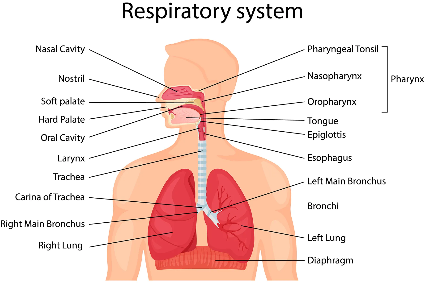 photo of Human respiratory system