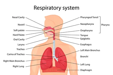 Your respiratory system is a complex web of body parts that delivers oxygen to your cells. It also allows you to talk and smell. (Photo Credit: iStock/Getty Images)