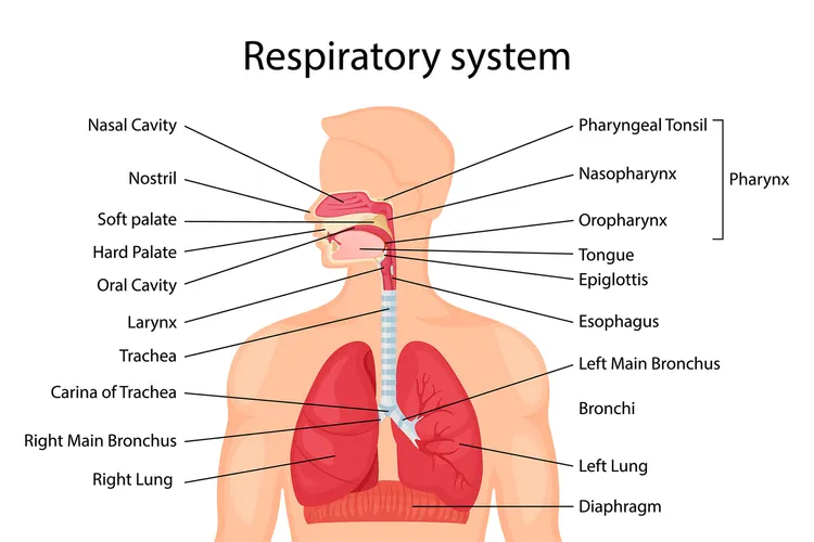 photo of Human respiratory system
