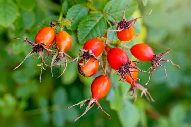 Rosehip is high in vitamin C, though much of it is lost when the fruit is brewed into tea. (Photo credit: Moment / Getty Images)