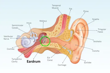 Your eardrum is a flap of tissue that separates your outer ear from your middle ear. It protects your inner ear from bacteria and helps you hear. (Photo Credit: iStock/Getty Images)