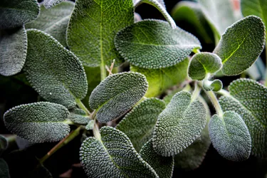 Sage contains high levels of vitamin K, magnesium, zinc, and copper. Photo credit: Zachary Young/Dreamstime