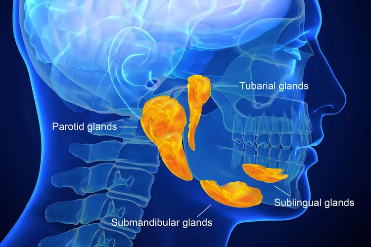 photo of salivary glands anatomy