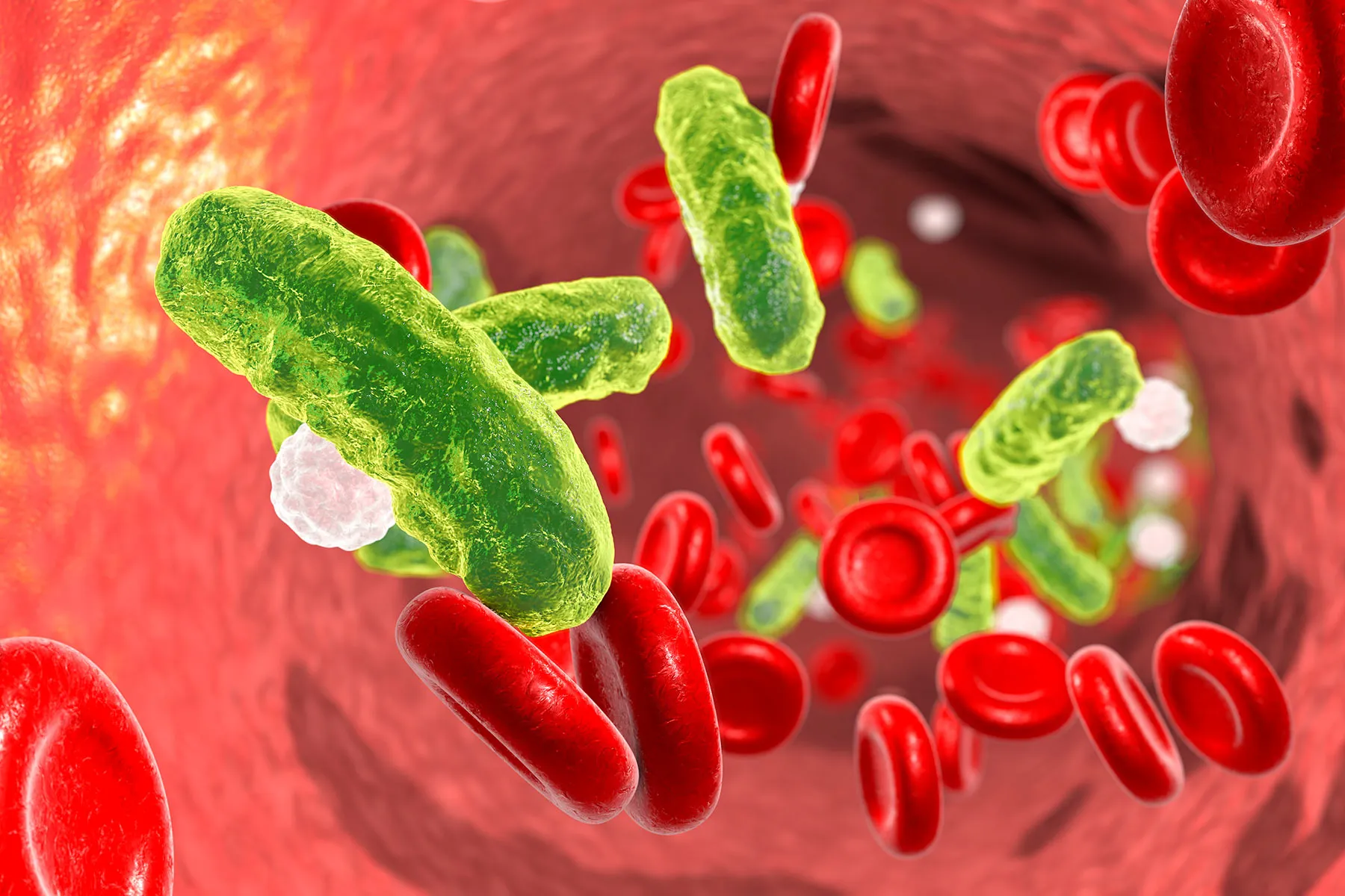 photo of bacteria in bloodstream