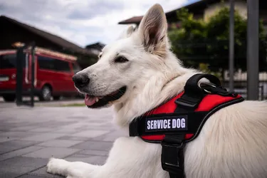 Service dogs help people who have disabilities. There are dogs who are trained for this type of work. However, some people have their own dogs become a service dog. (Photo credit: iStock/Getty Images) 
