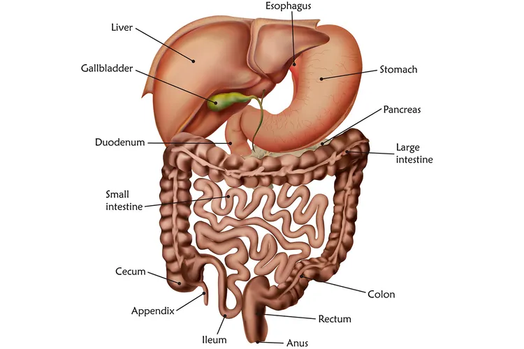 photo of gastrointestinal tract