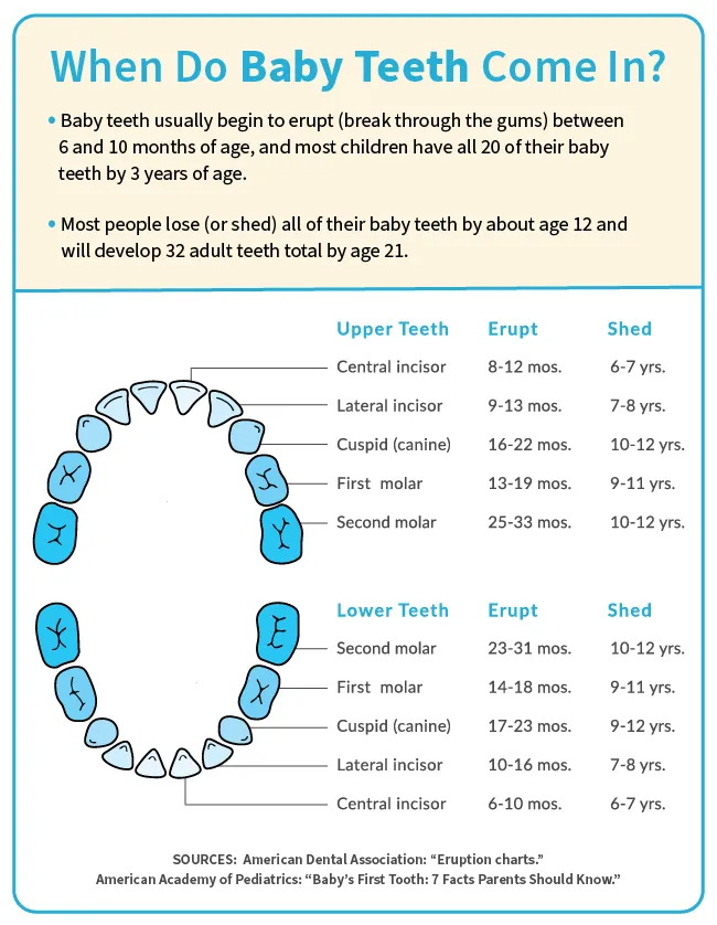 baby teeth infographic