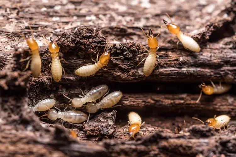 photo of Close up termites 