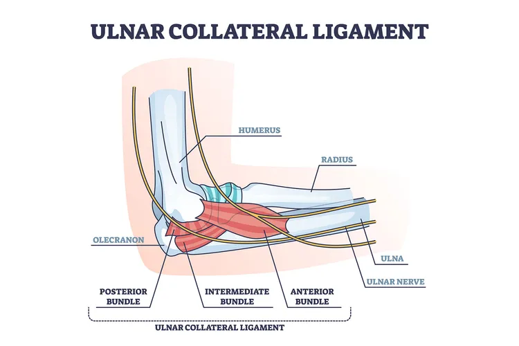 photo of Ulnar collateral ligament or UCL