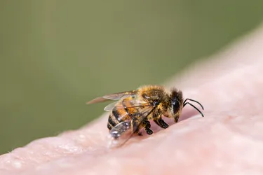 Types of bees that will sting include bumblebees, honeybees, and carpenter bees. But only the female can sting. A quick way to tell bees from wasps, hornets, and yellow jackets -- bees are furry. (Photo Credit: iStock/Getty Images) 
