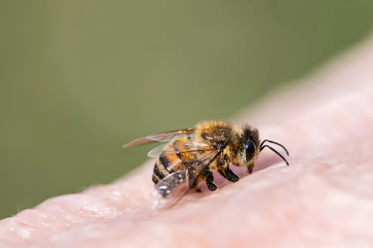 photo of honey bee 
