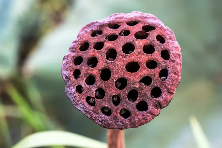 photo of trypophobia concept