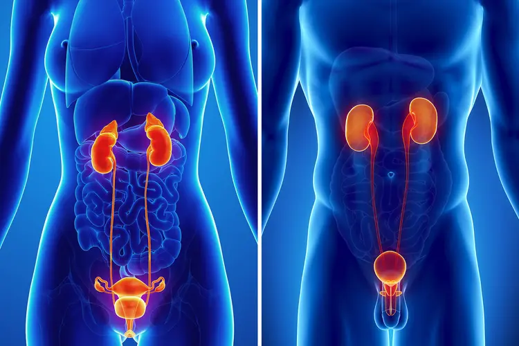 photo of female and male urinary tract anatomy