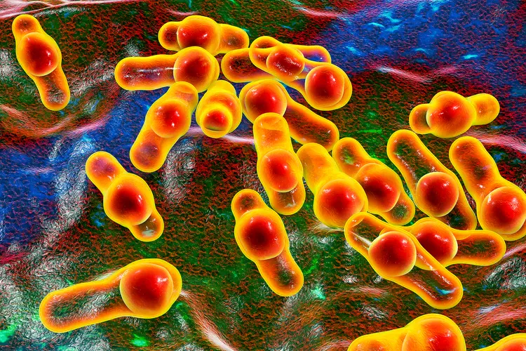 photo of  Clostridium bacteria, computer illustration