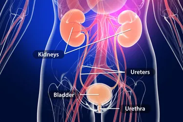 There are four main parts to the urinary tract system. (Photo Credit: iStock/Getty Images)