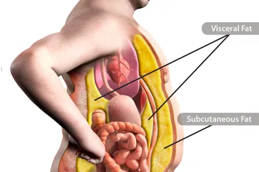 While subcutaneous fat is right under your skin where you can pinch it; visceral fat is deeper. You can find it under your belly muscles and around your internal organs. (Image Credit: CLAUS LUNAU/Science Source) 