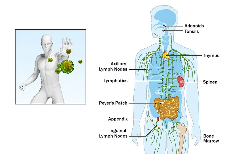 photo of human immune system