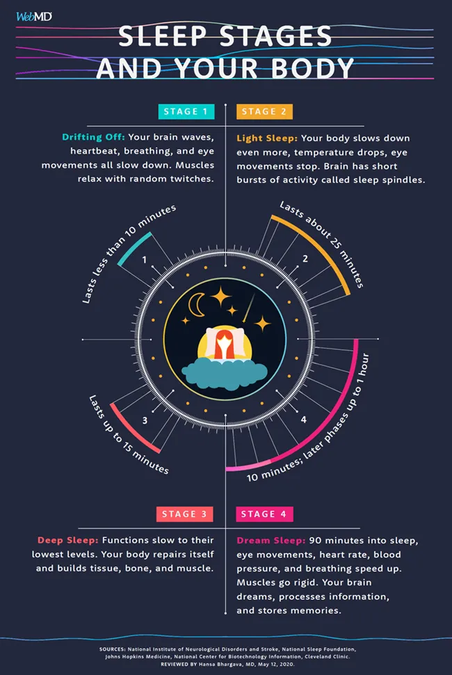 Sleep Stages and Your Body infographic