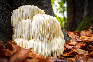 Lion's mane mushrooms grow on trees and logs, but you don't have to harvest them yourself. They are in many grocery stores and used in supplements. (Photo credit: iStock/Getty Images) 