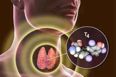 Thyroxine (T4) is the main hormone your thyroid makes. Your thyroid hormones are important because they control how your body uses energy from the food you eat. (Photo Credit: iStock/Getty Images)