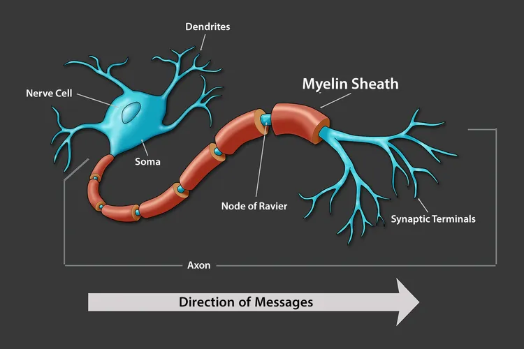 illustration of motor neuron highlighting myelin sheath