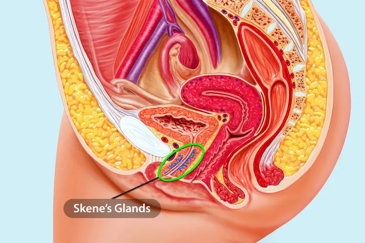 Medical illustration of the female pelvic anatomy highlighting Skene’s glands, also known as the paraurethral glands, located near the front vaginal wall and urethra—key structures involved in female ejaculation.