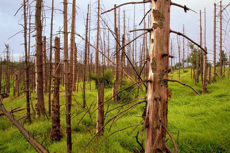 photo of fir forest damaged by acid rain