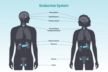 Endocrinologists treat disorders of your endocrine system, which are the organs that make and release hormones that control most of your body's functions. (Photo Credit: iStock/Getty Images)