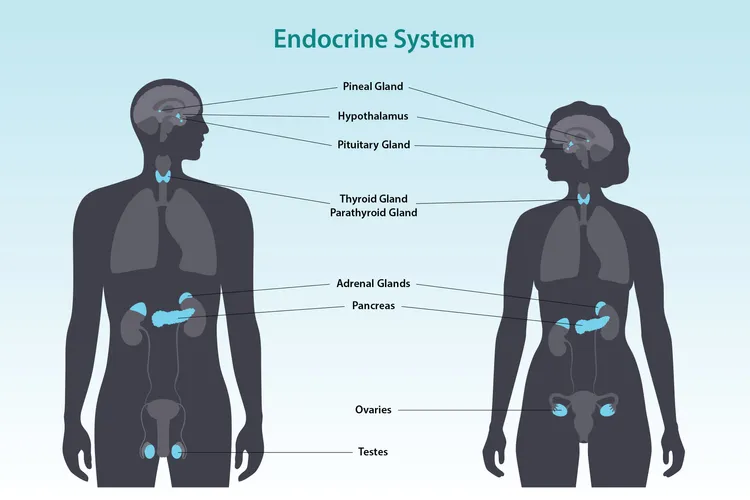 illustration of endocrine system