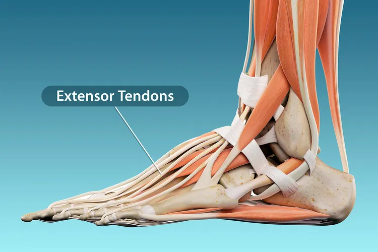 photo of extensor tendons in foot