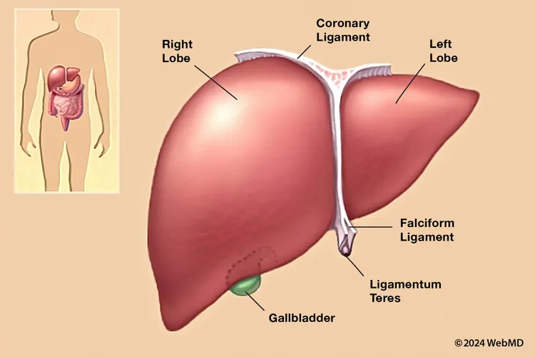 illustration of liver anatomy